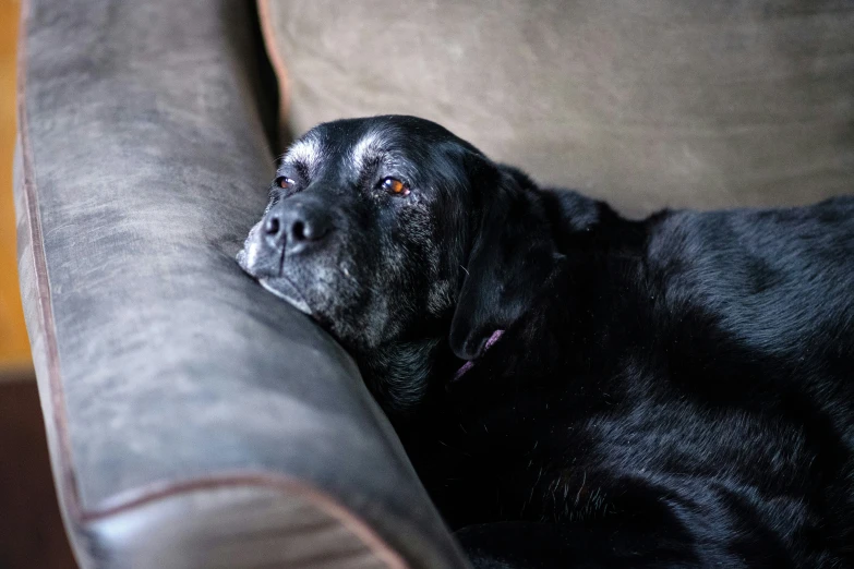 a black dog sits on a couch and looks off
