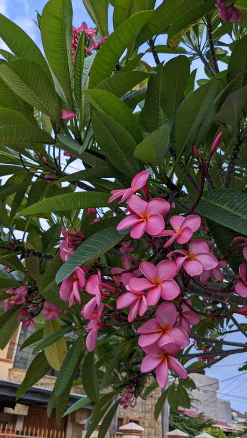 pink flowers hanging off of a leafy nch