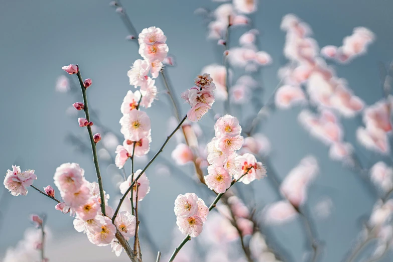 pink flowers are blooming on a tree nch