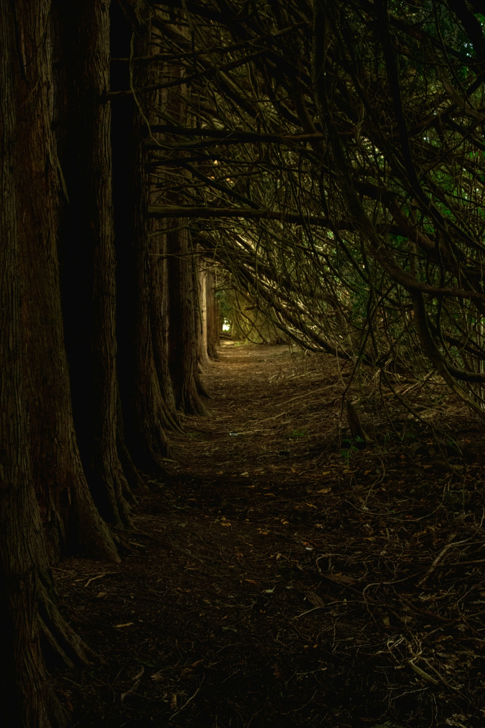 the path through the forest is covered with tall trees