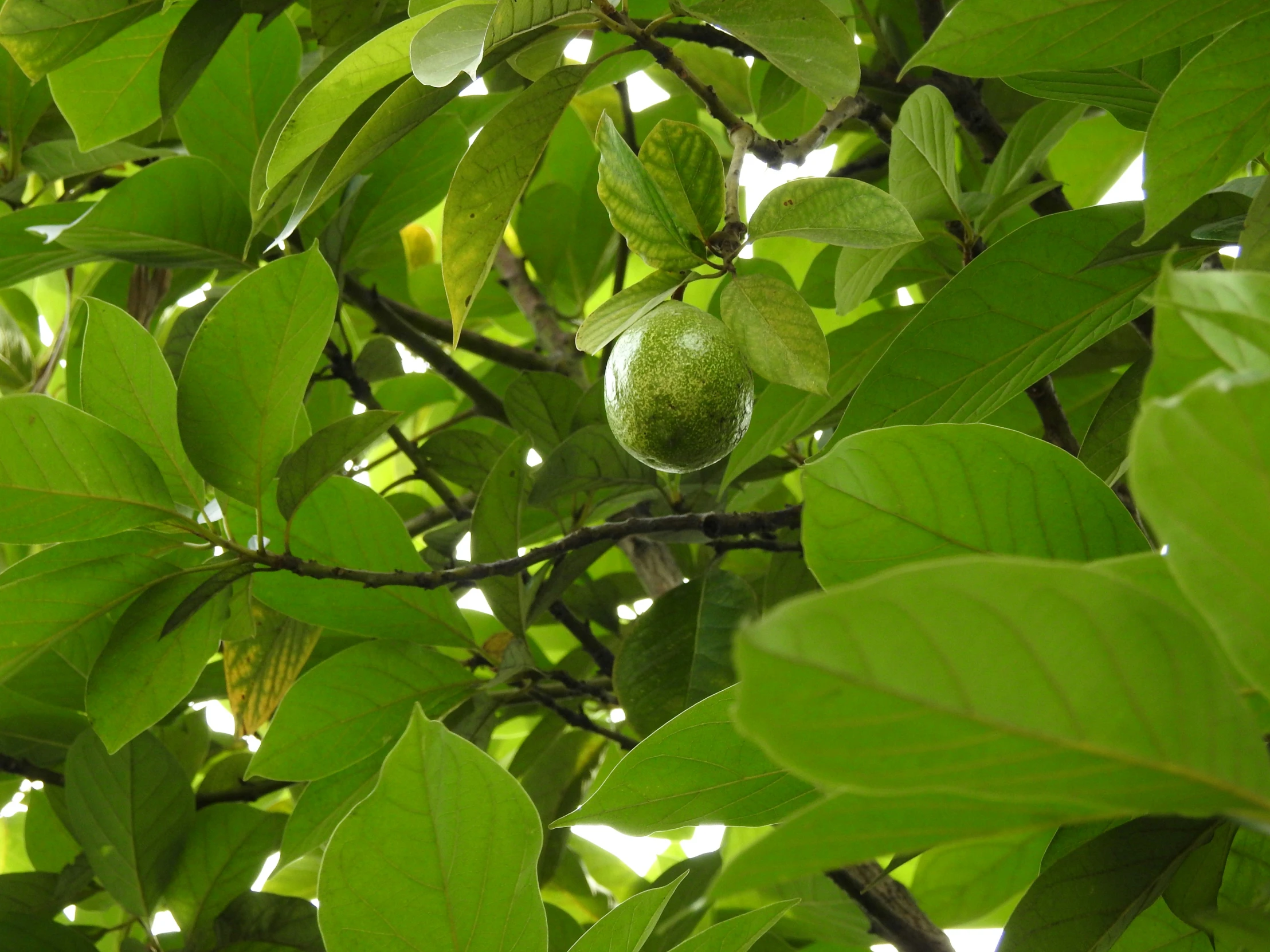 some green leaves with an apple hanging on the tree