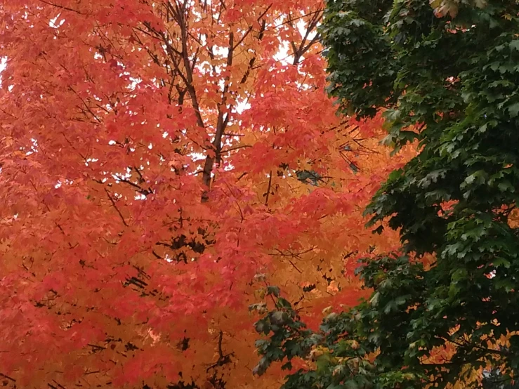 orange autumn leaves near trees with white umbrella