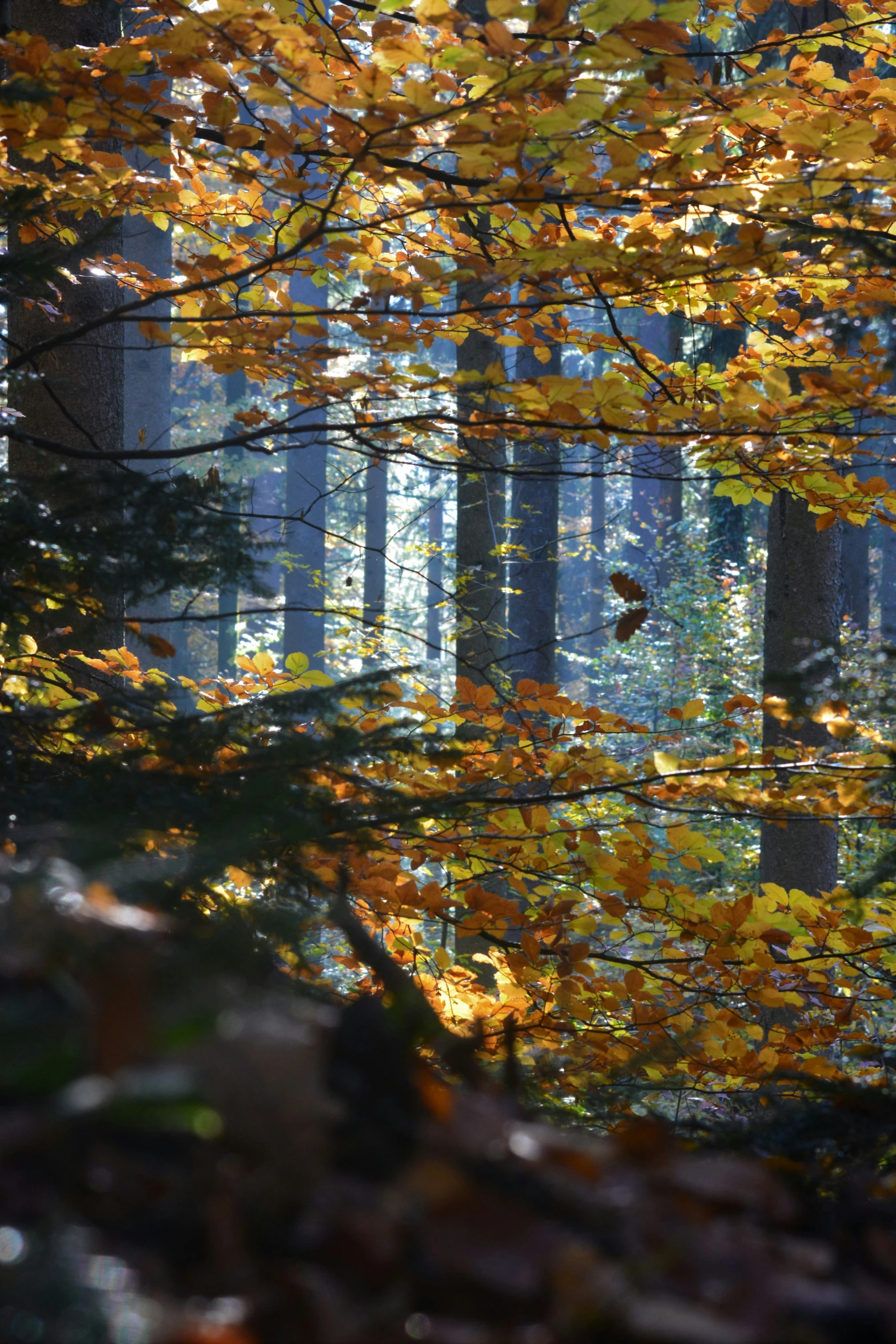 sunlight filters into a large and leaf covered forest