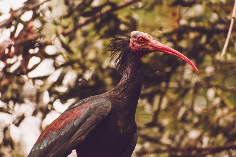 an adult vulture is staring directly into the camera