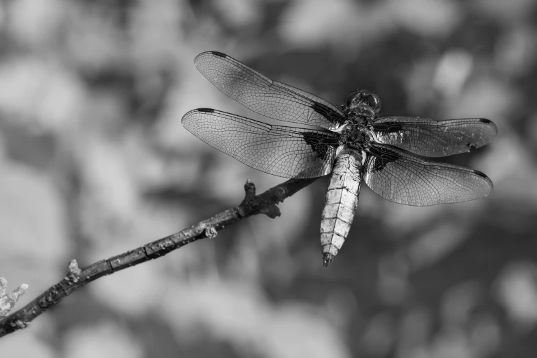 a large black and white dragonfly on a twig