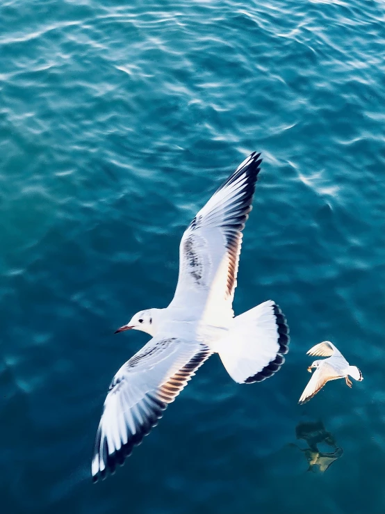 two seagulls flying over the ocean and landing