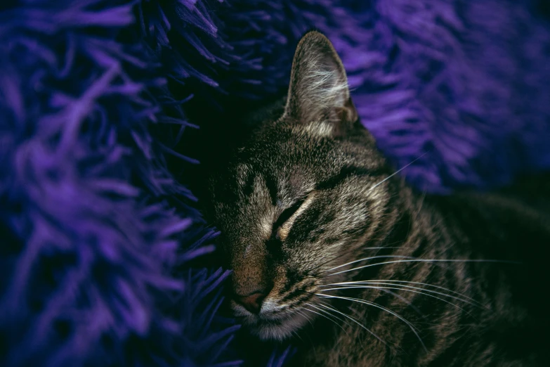 cat asleep in purple fluffy bed with head down