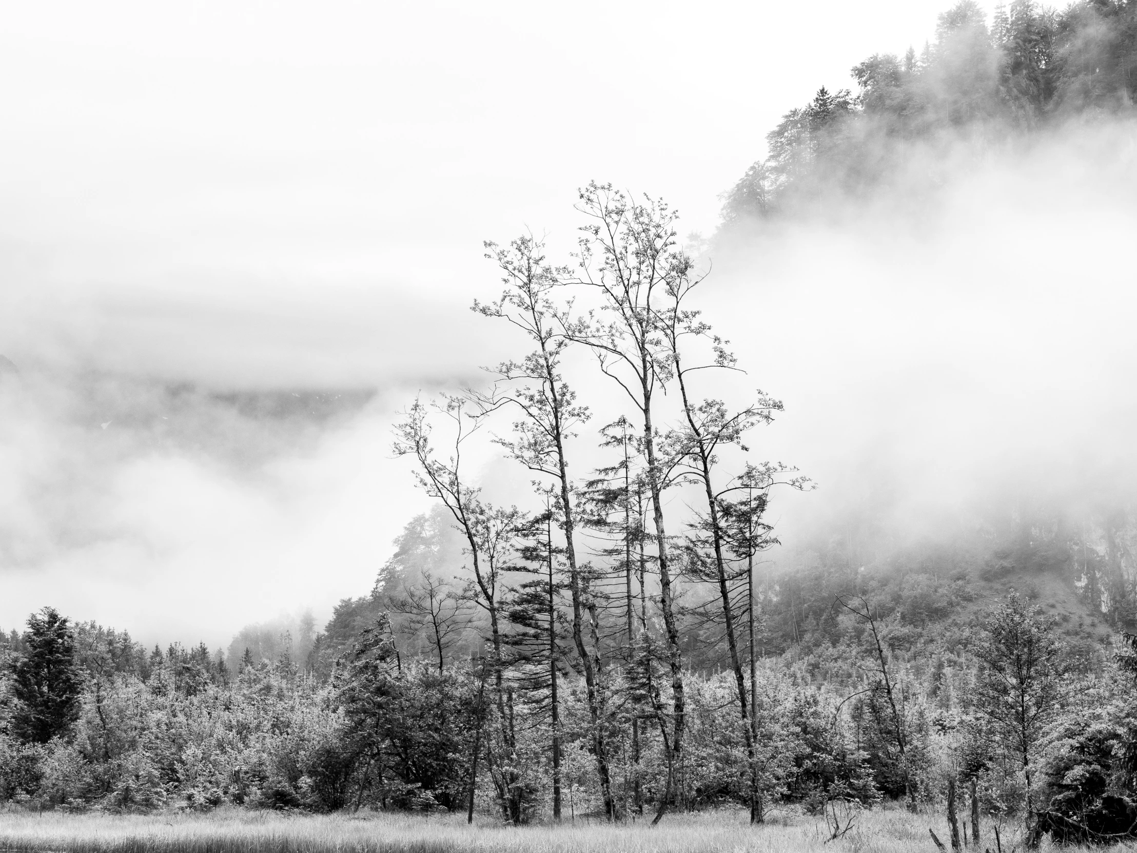 the view from the ground of trees and fog