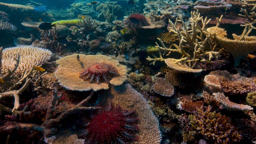 an underwater image shows a coral reef with colorful algaes