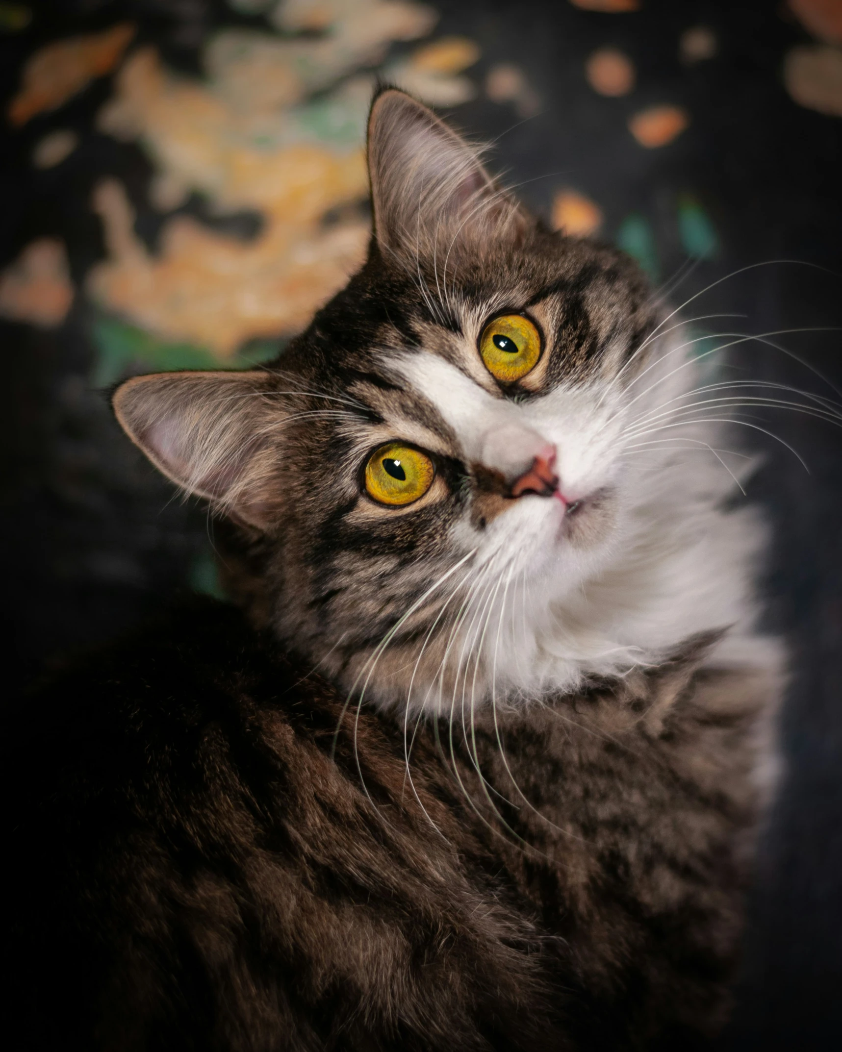 a cat has an up - close look while sitting