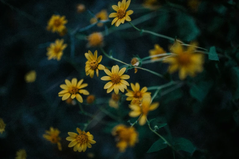 a bunch of yellow daisies are on the stalk