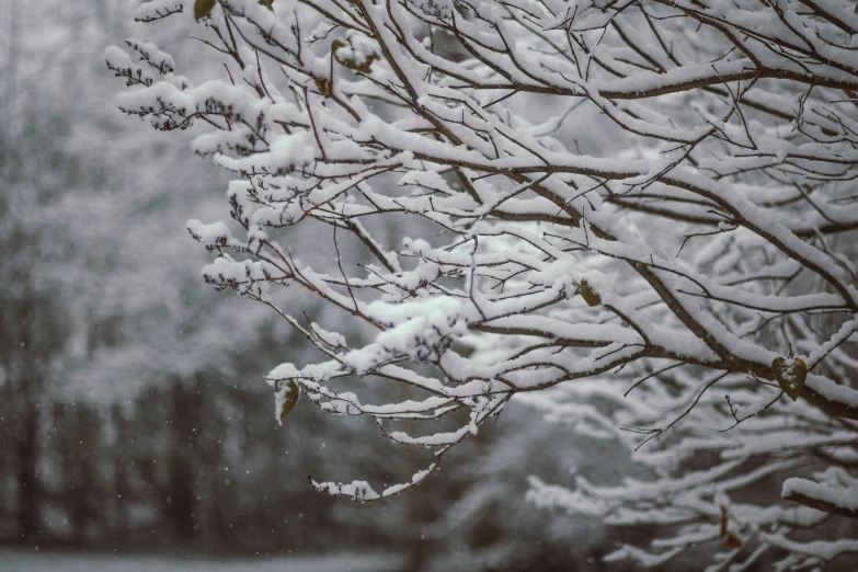 a leaf covered tree on a snowy day