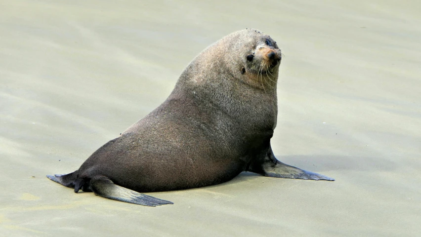 a seal sitting in the sand with his head up