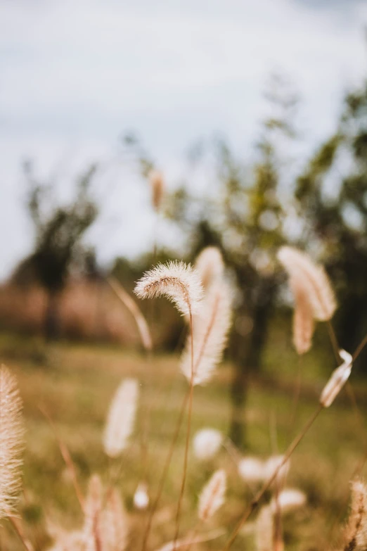 a bunch of grass and trees in a field