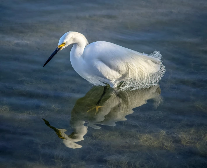 a bird standing in the water with his reflection in the water
