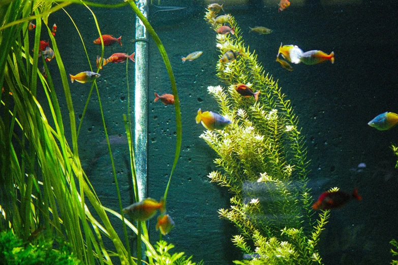 a bunch of colorful fish swimming around in the water