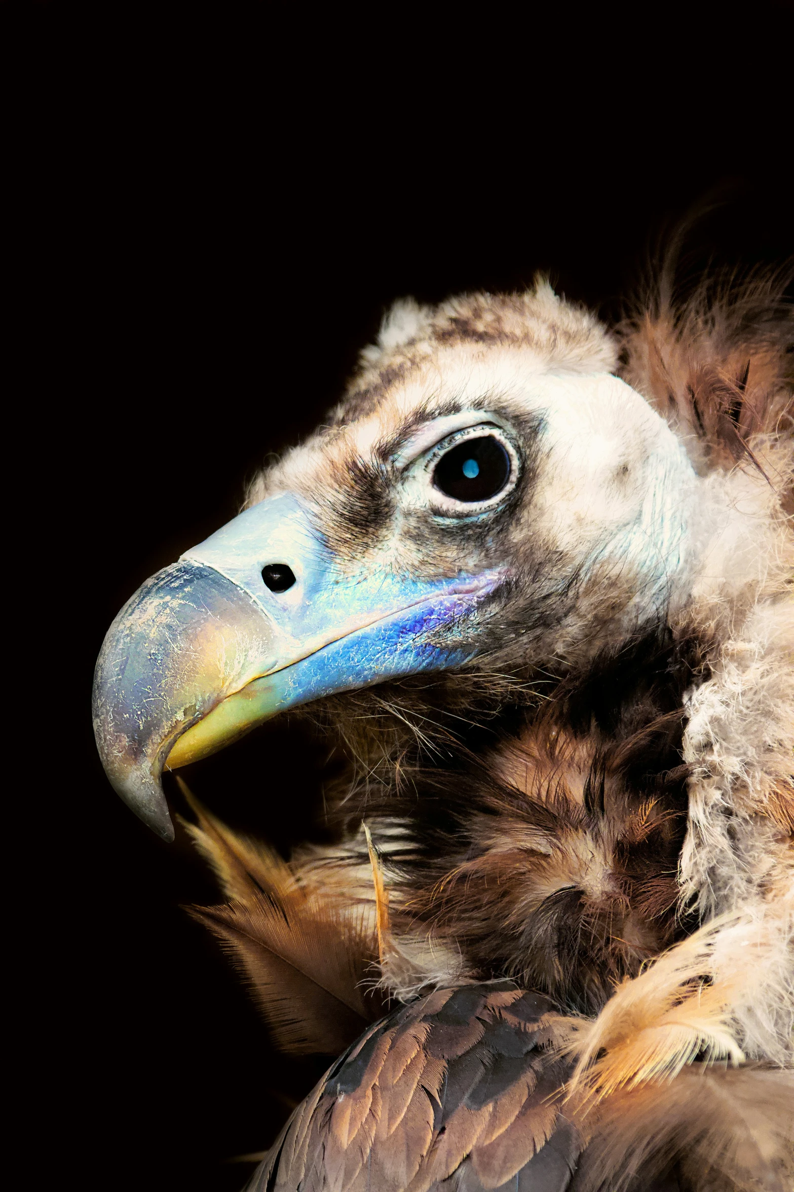 there is a bird with very large eyes