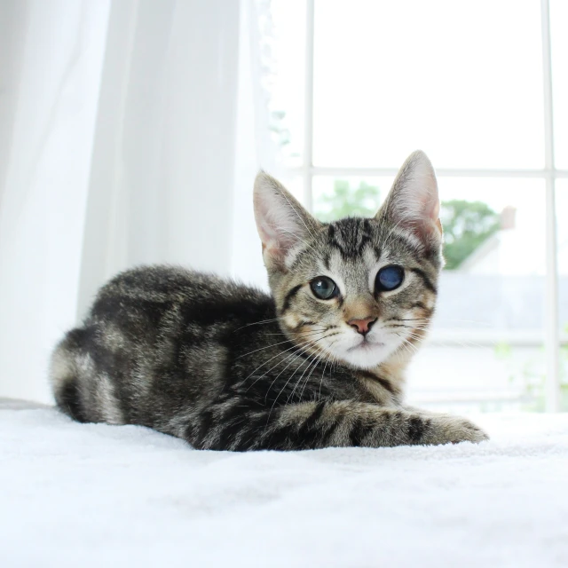 a cat looks out the window while laying down