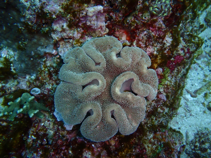 this is a large piece of coral in the ocean