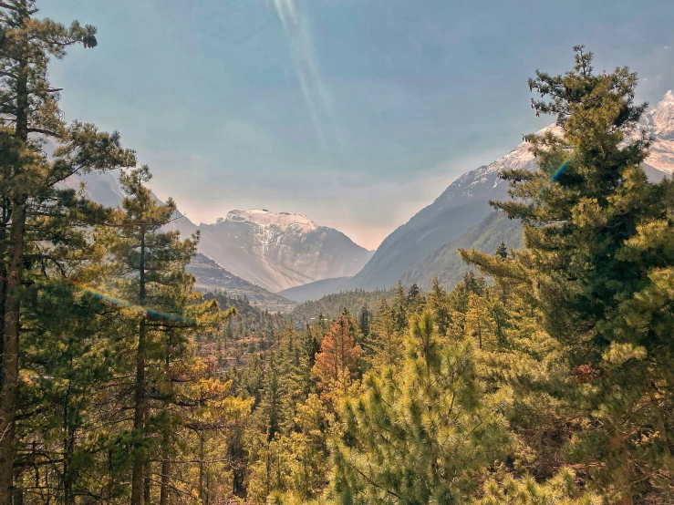 a view from a forested area of mountains