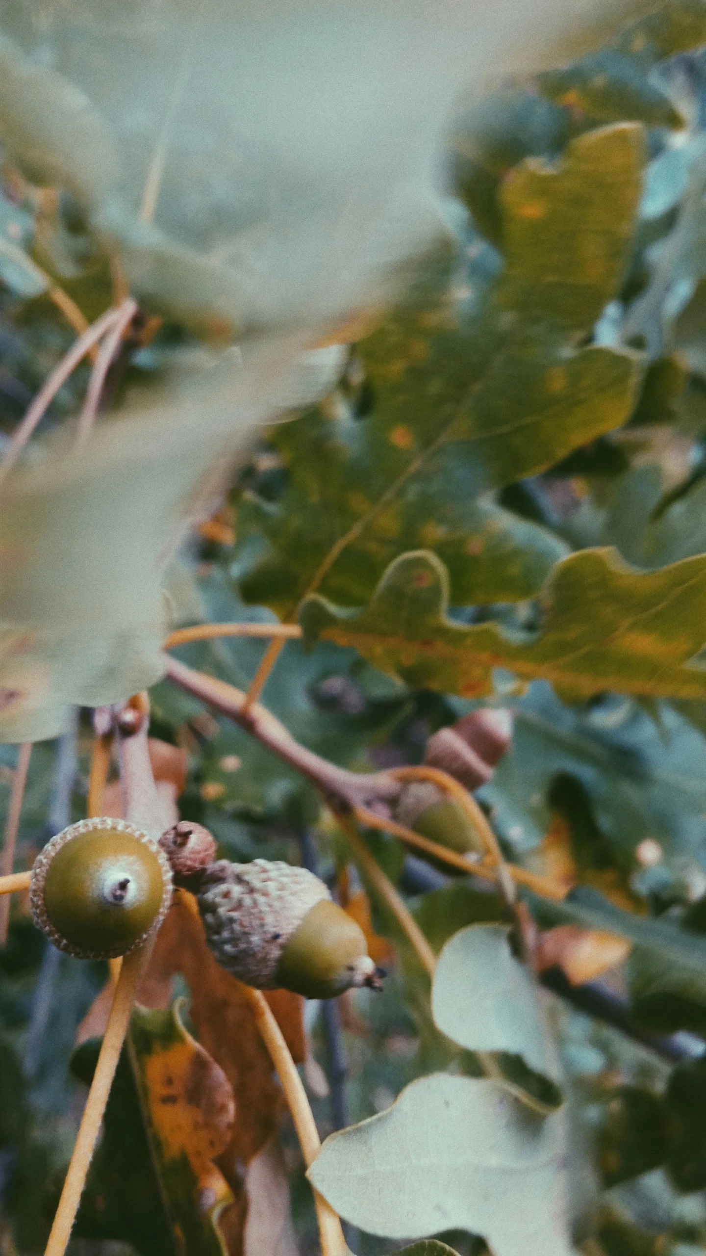 the leaves are very green and have the small berries