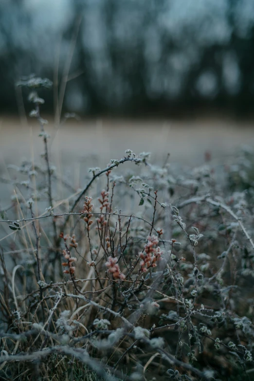 a plant with small, light flowers growing in the grass