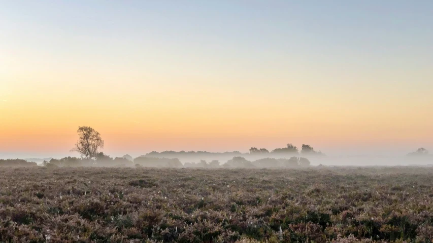 horses are grazing in an open field on a foggy day