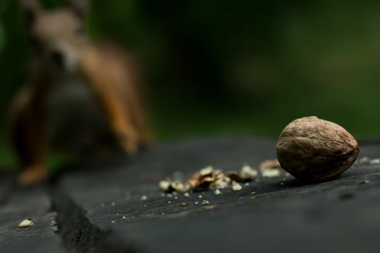 a nut is laying on a table next to a squirrel