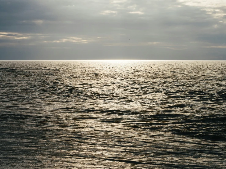 a lone bird on the top of a big body of water