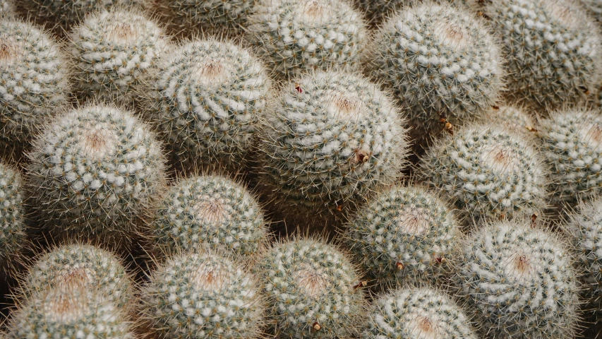 many small green and white cactus plants together