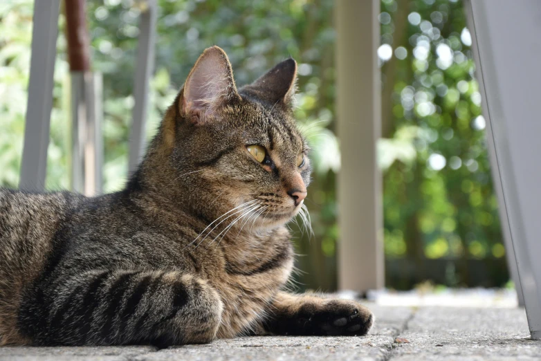 a cat is laying on the floor outside