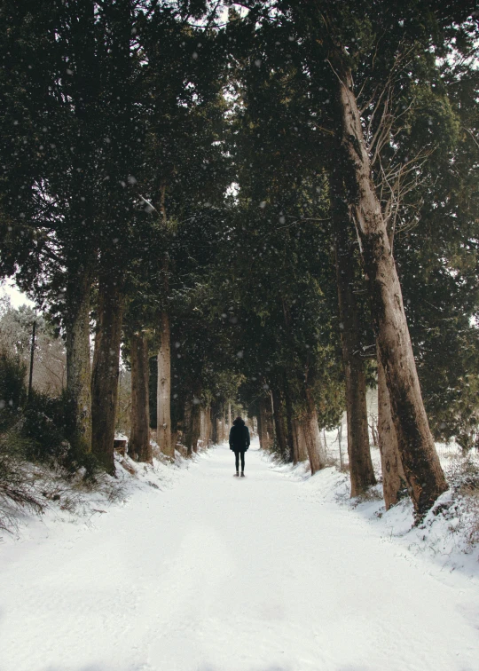 a person is walking in the snow through the trees