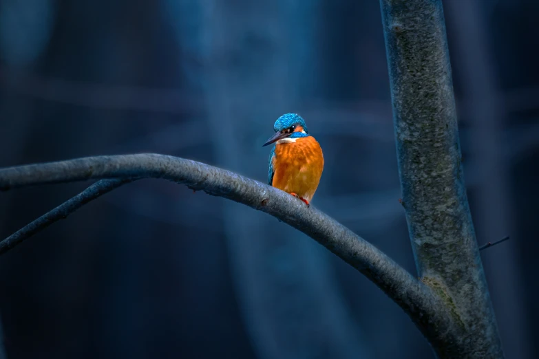 small bird sitting on a tree nch in the forest