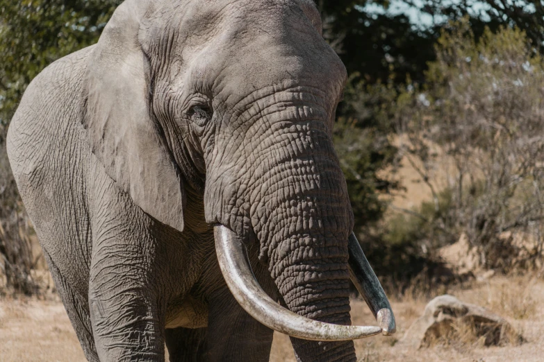 an elephant stands with its long tusks stretched out