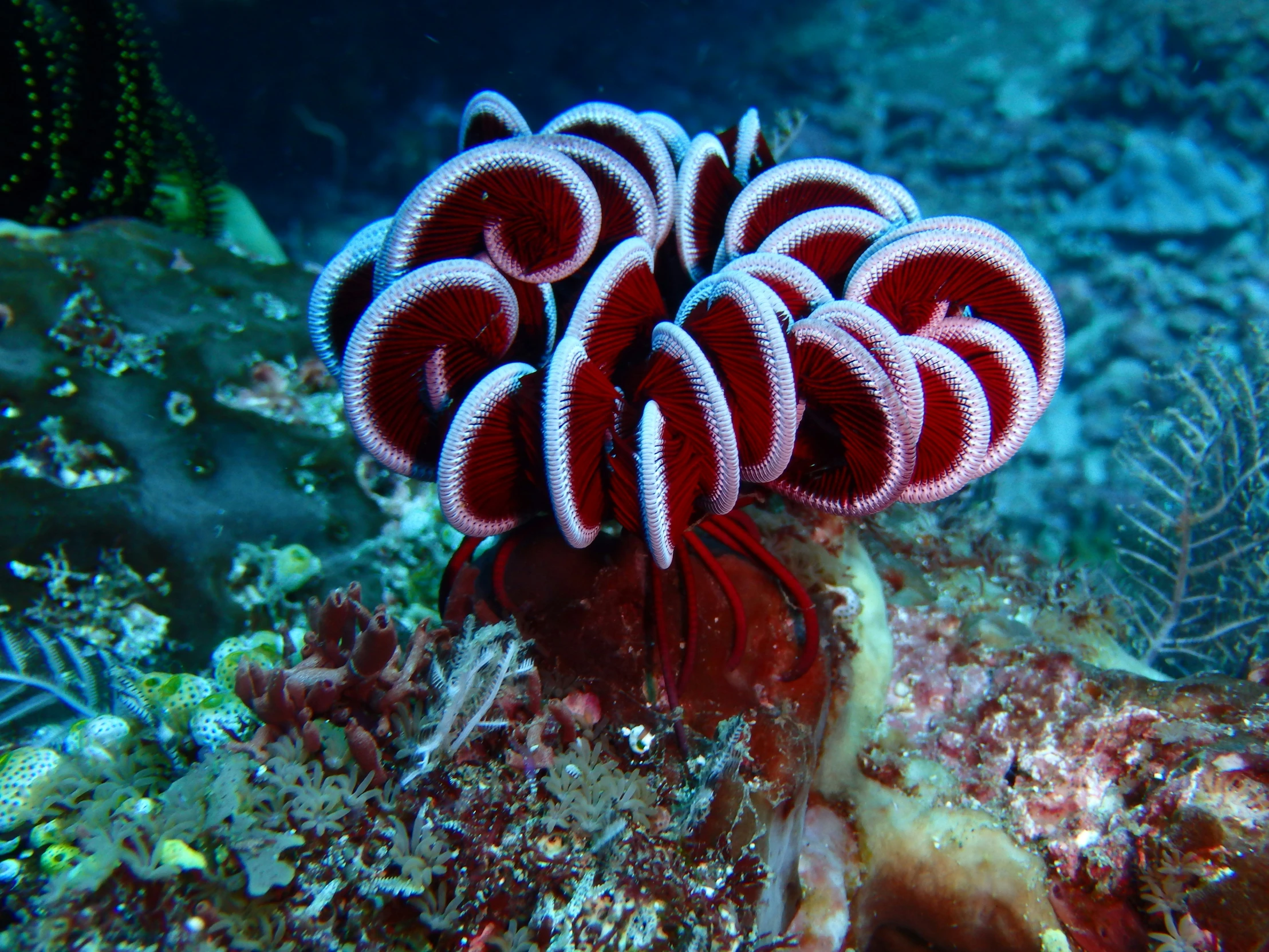 this is a coral on the reef with many algae