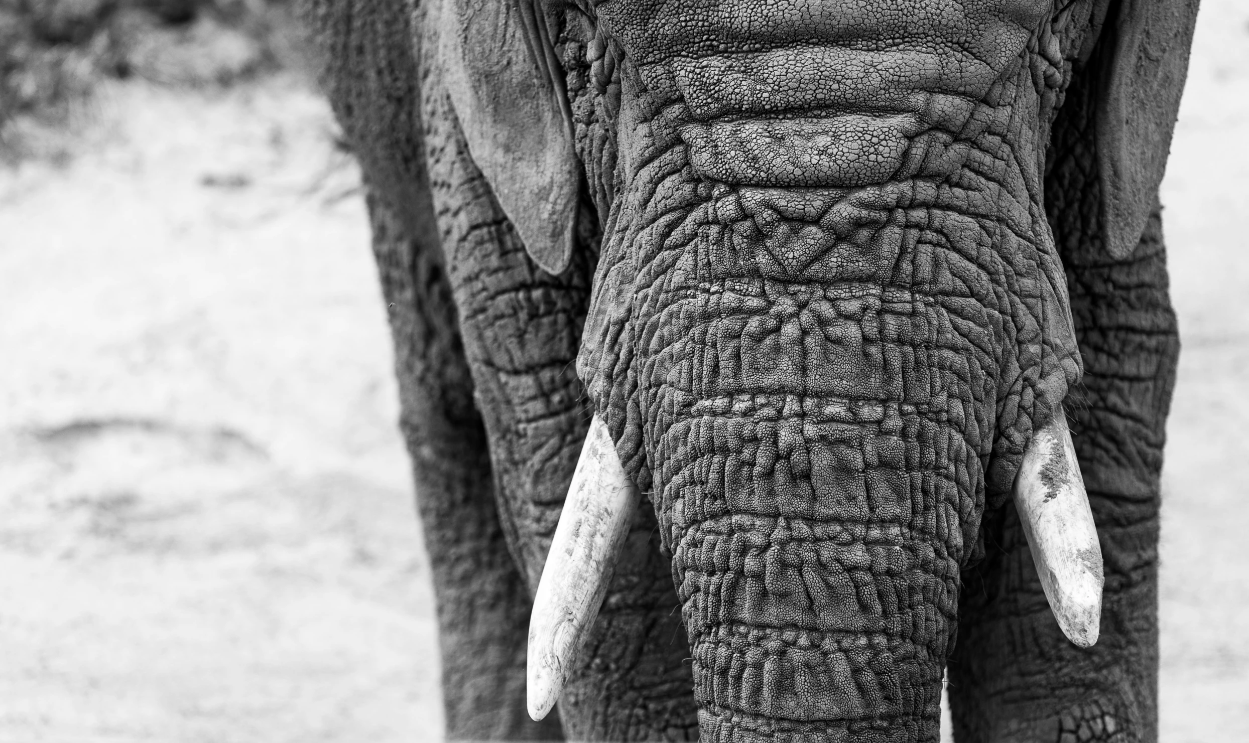 the back end of an elephant's head with his eyes open