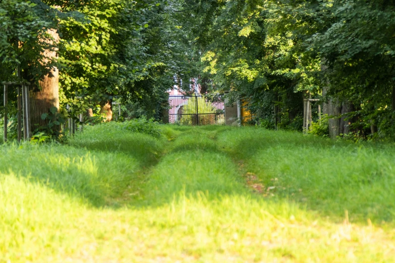 a lush green grass covered yard next to a forest