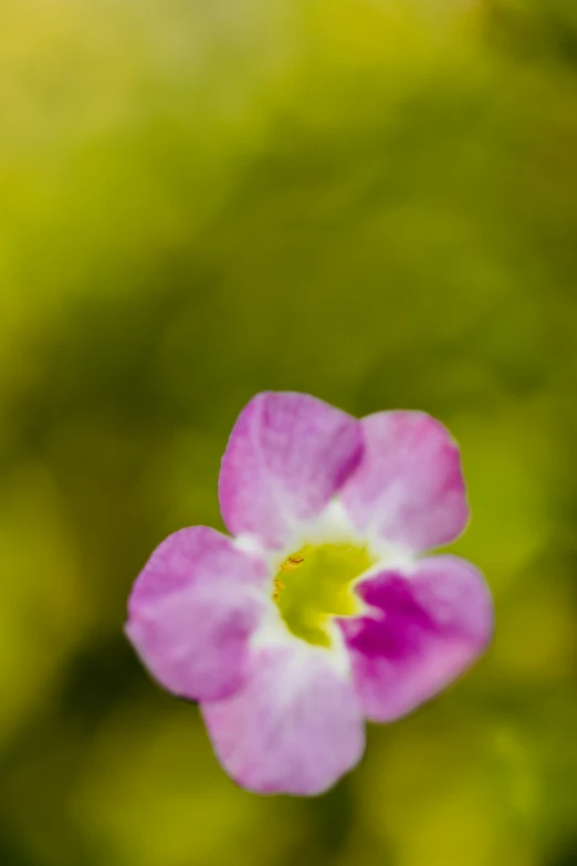 a flower with a blurry background is shown in close up