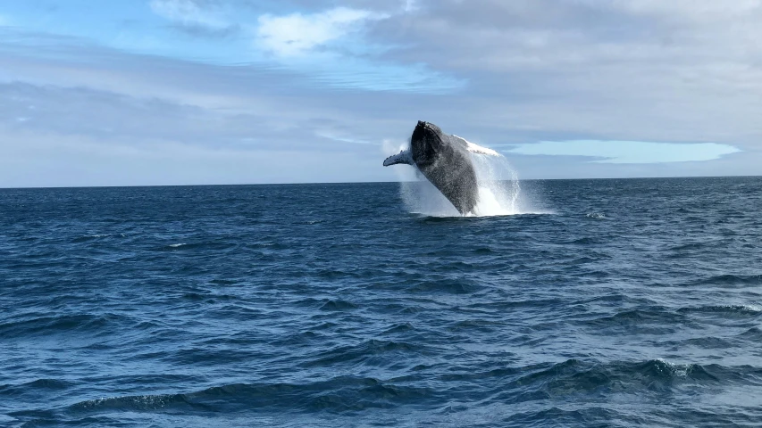 the tail of a whale jumping out of the ocean