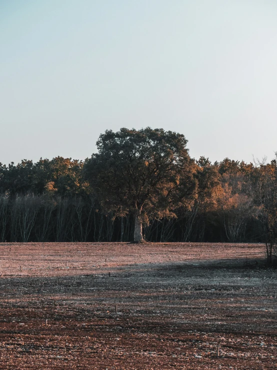 the horse is standing in the field, looking out