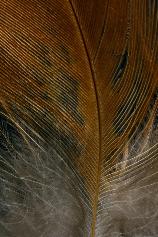 a close up of a feather with brown and black patterns