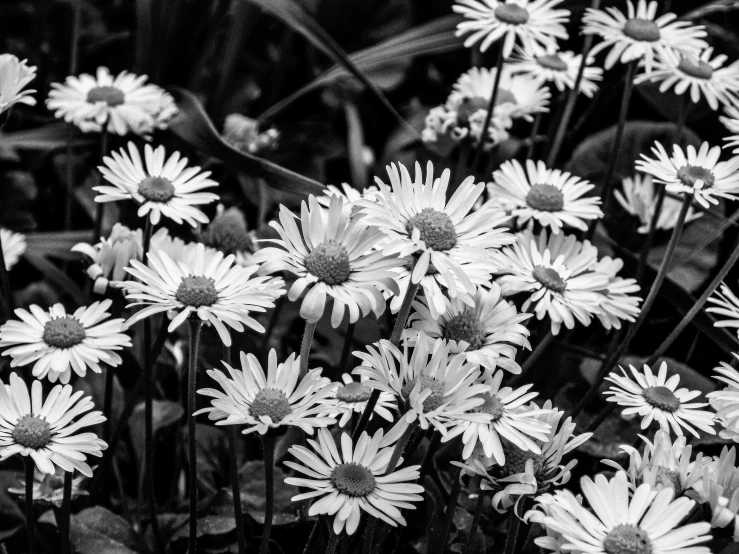 black and white pograph of daisies in a field