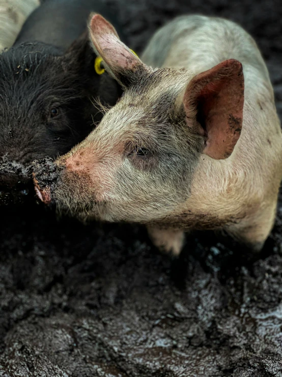 a pig is sticking it's nose into another pig