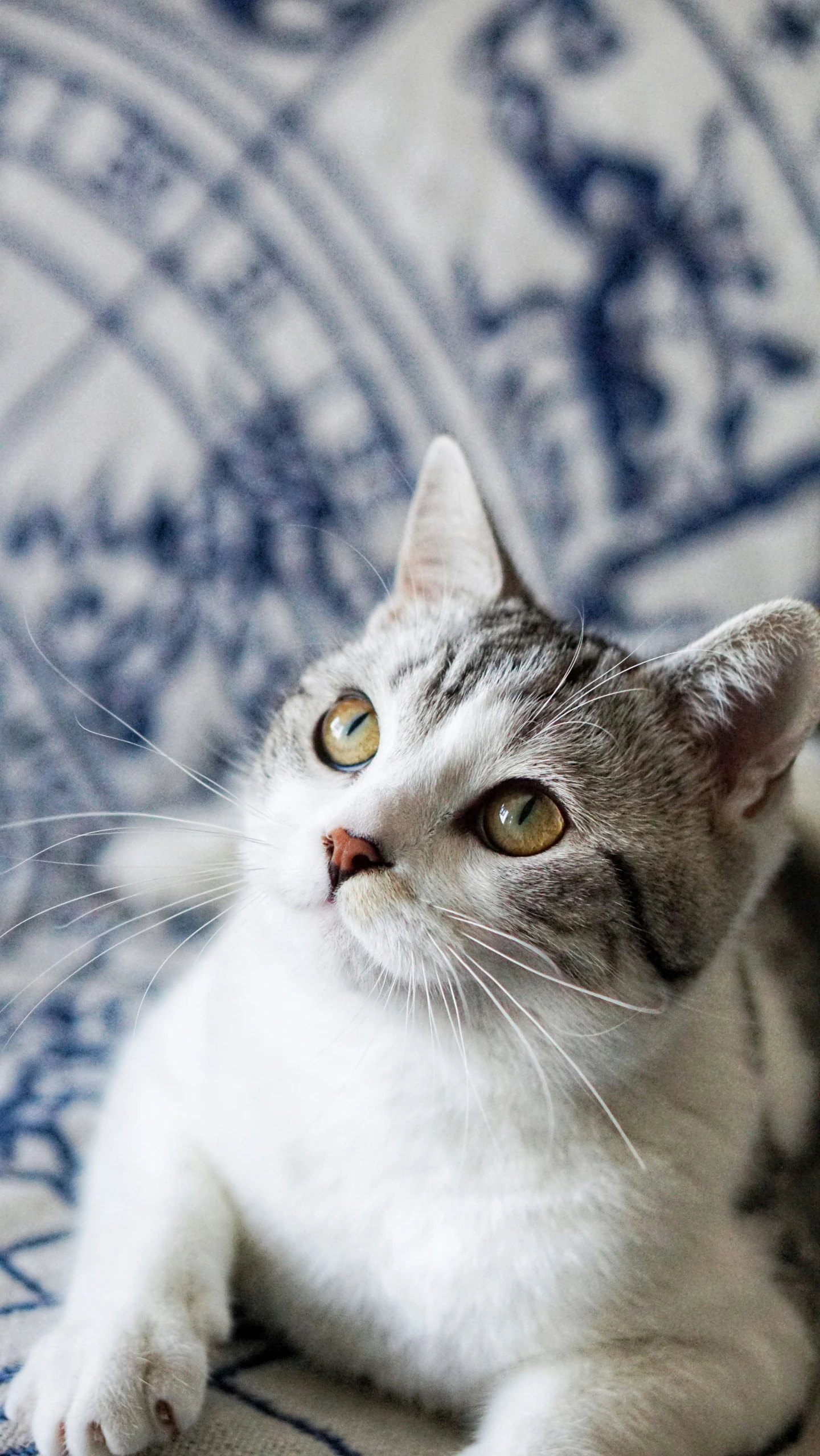 a white and grey cat laying on a bed