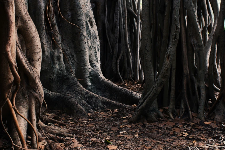 a view of some tall and very big trees