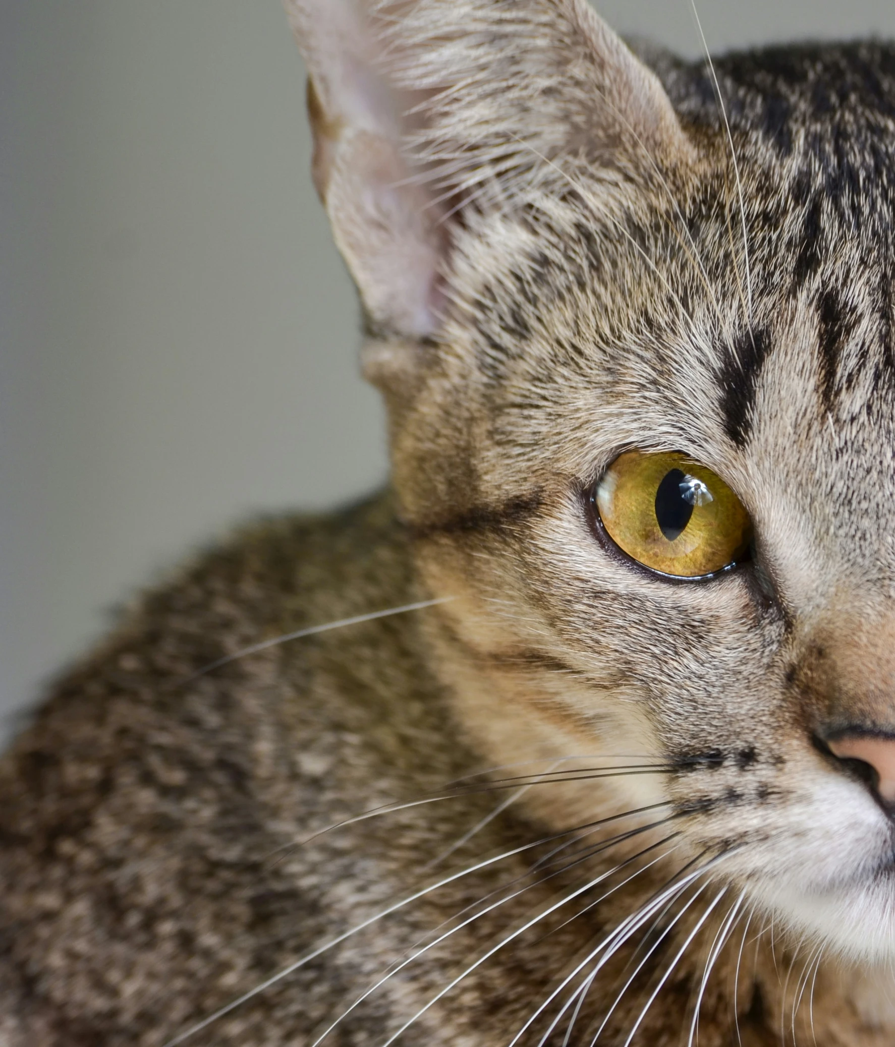 a close up view of a cat with very big eyes