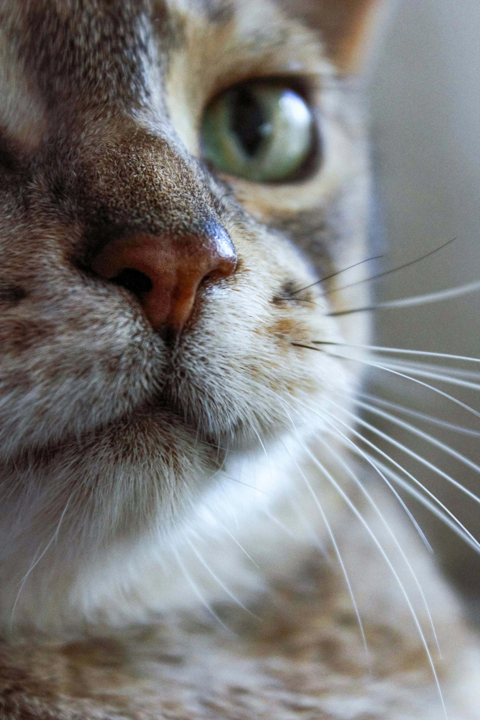 this is an image of a cat with big green eyes