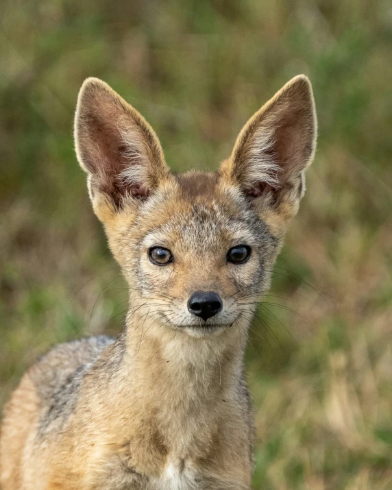 a small brown fox looking at the camera