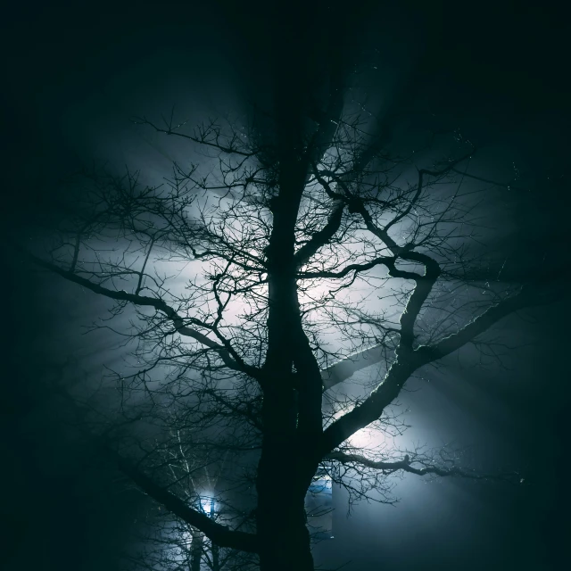 the tree in front of the light in the fog