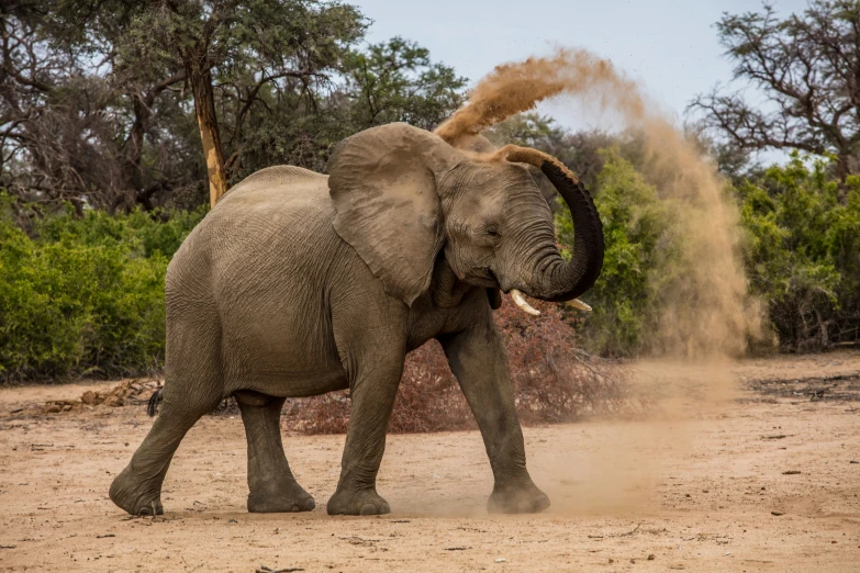 an elephant standing in dirt, with trees in the background